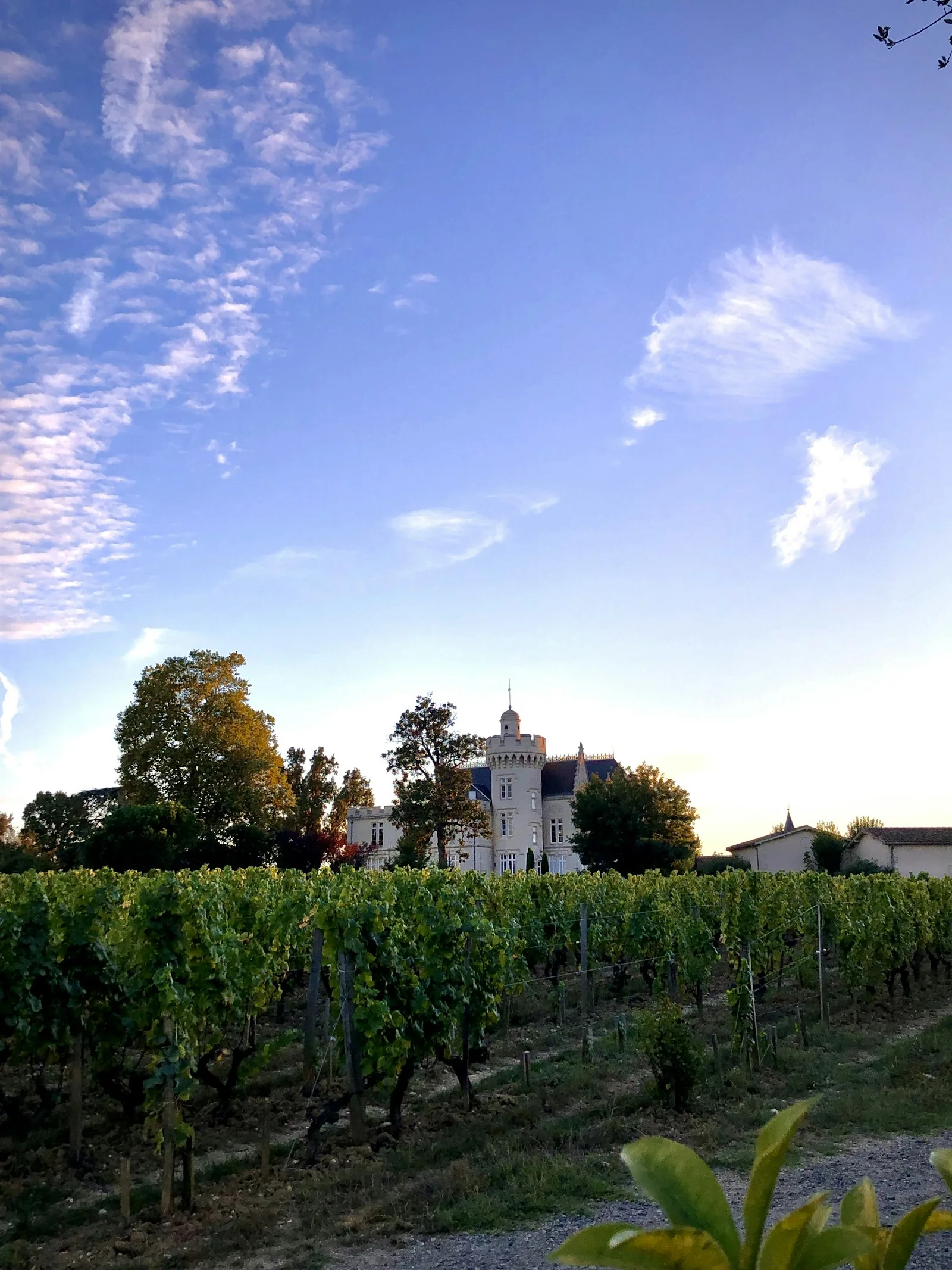 Un vignoble près de Bordeaux, en France, avec une église de village au loin.