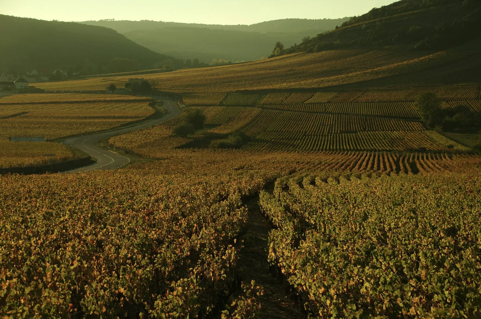Rows of vines in Burgundy's Côte d'Or, glowing gold in the evening light.