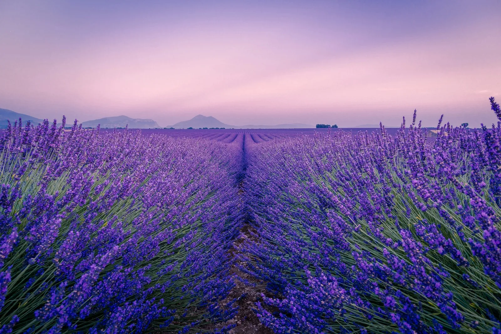 Rows of lavender in the Valensole plateau, Provence, at dusk.