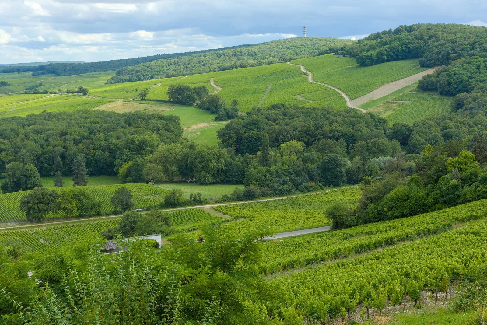 Vue sur le vignoble de Sancerre, dans la vallée de la Loire.