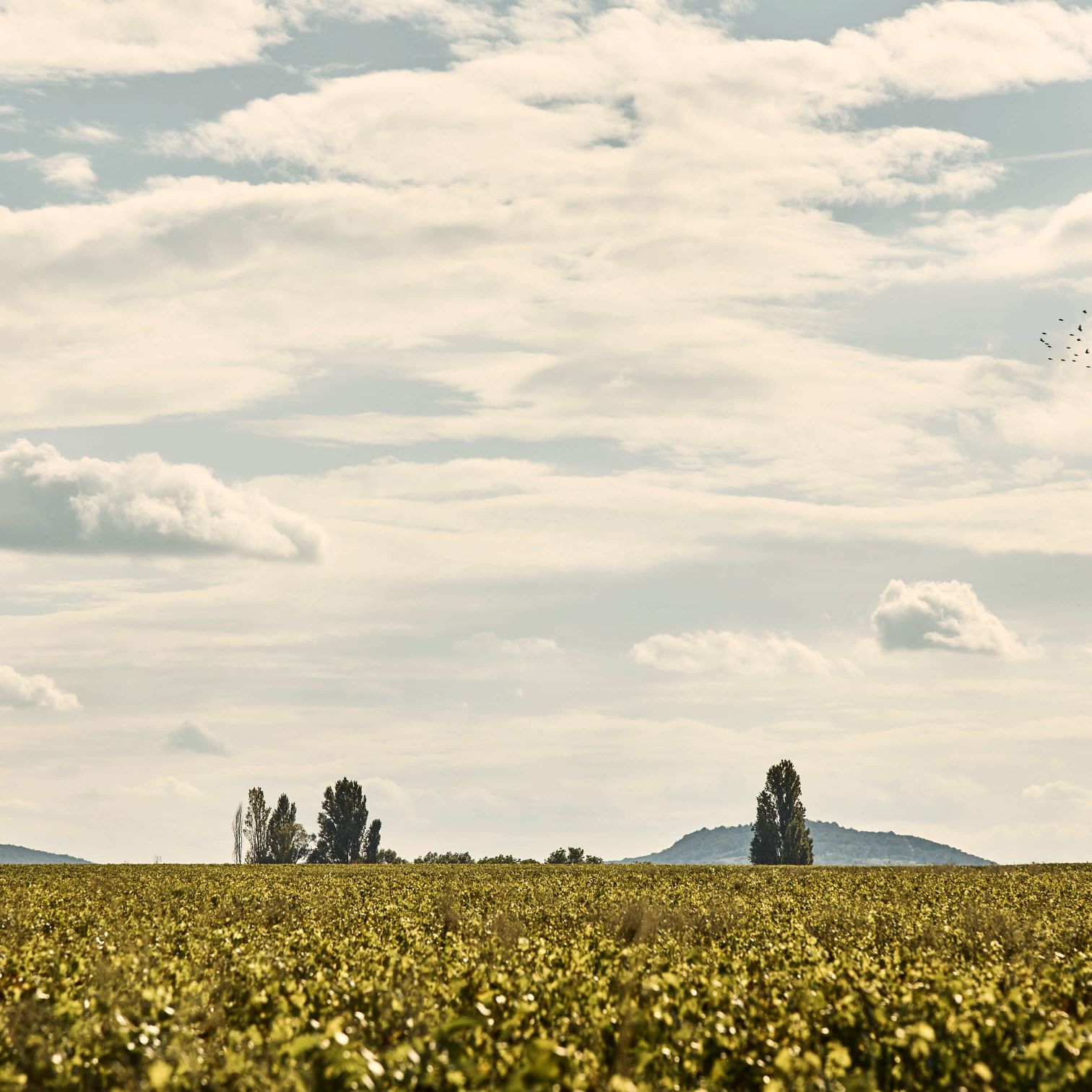 The vineyards of the Côte-d'Or, seen from Puligny-Montrachet.