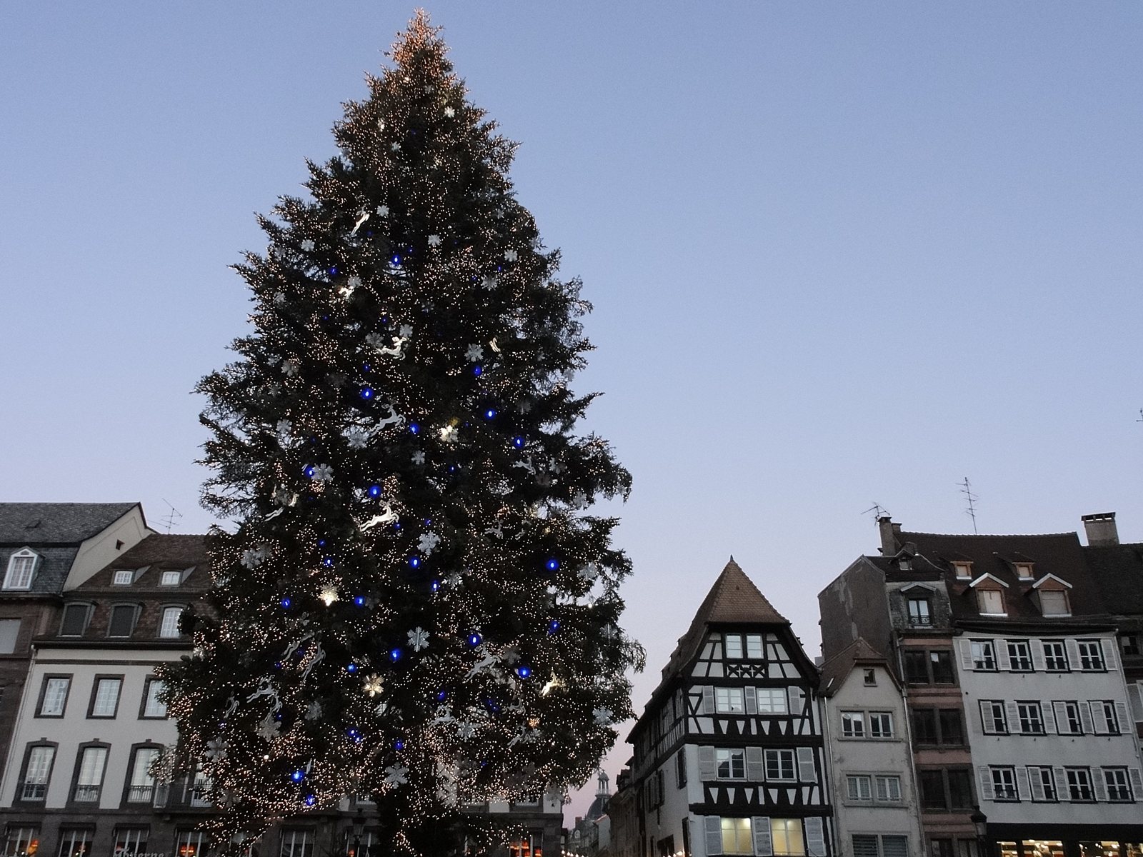The Christmas tree of Strasbourg among half-timbered houses.