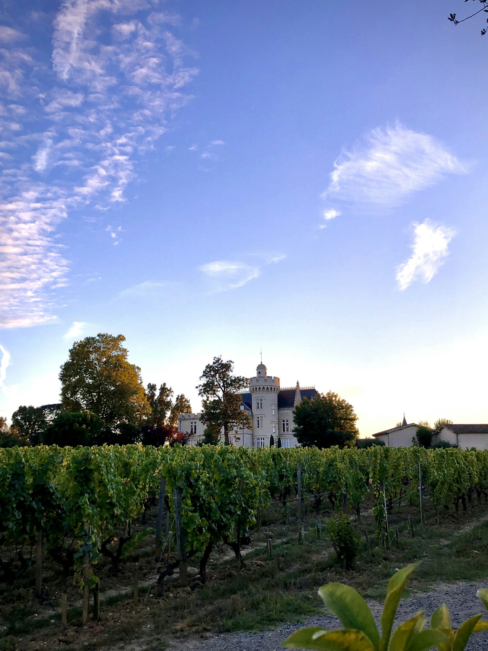 A vineyard near Bordeaux, France, with a village church in the distance.