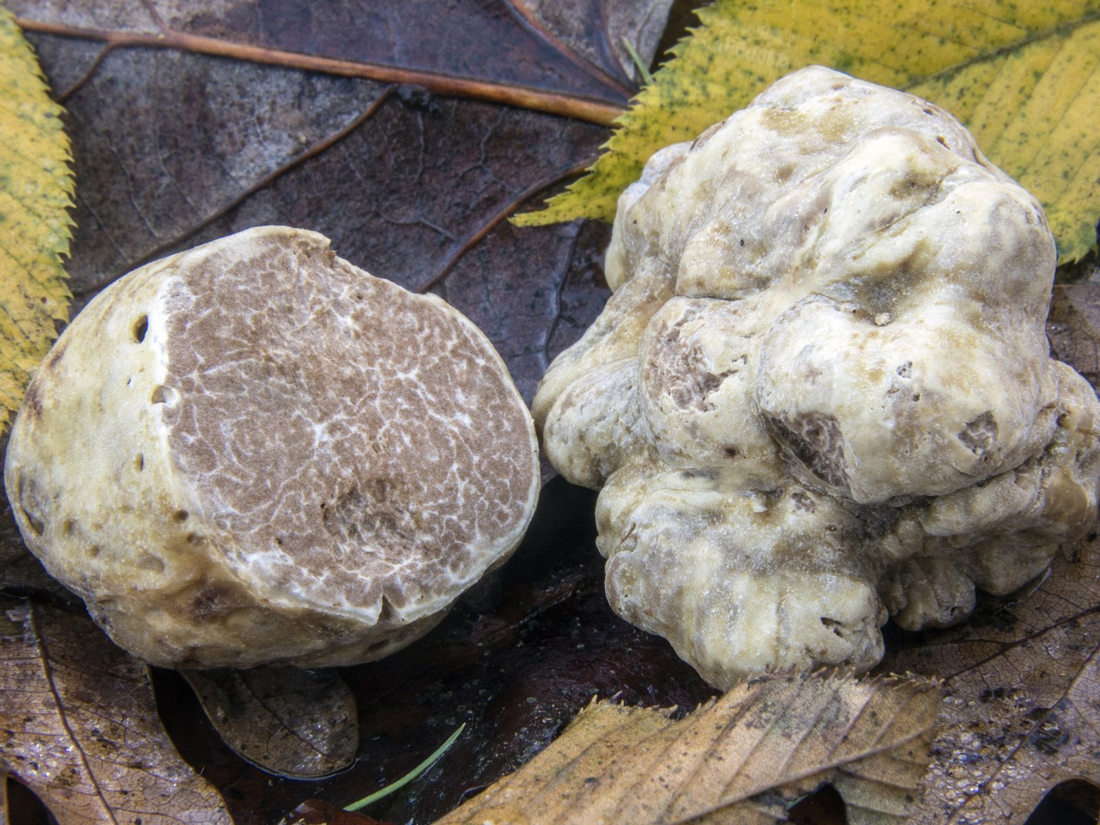 White truffles, the subject of the Alba fair.