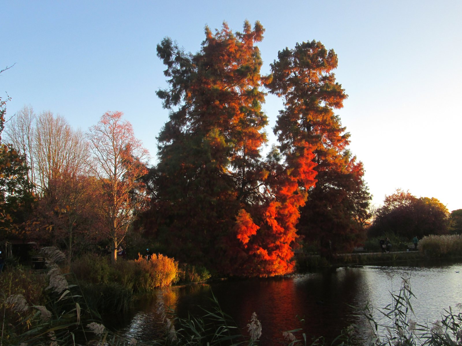 Autumn colours in Regent’s Park, London, where Frieze is held.