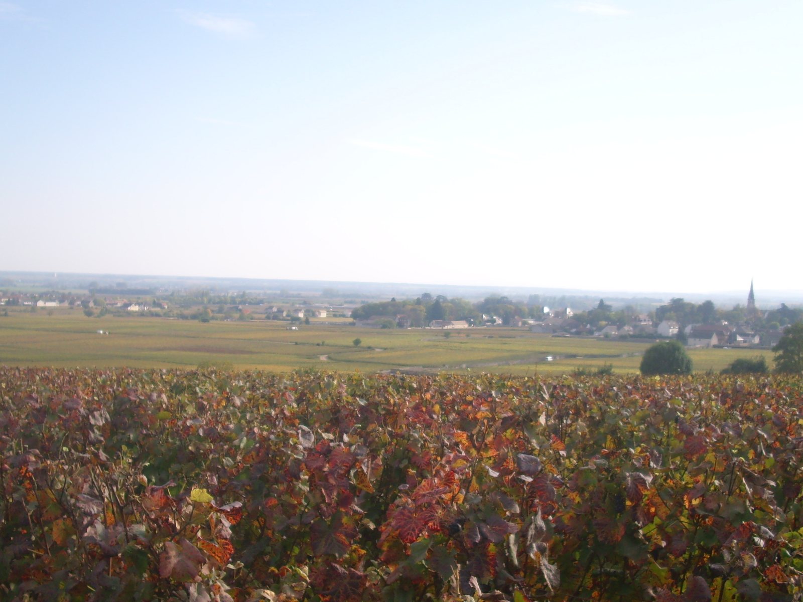 Autumn vines in the Meursault vineyard, Burgundy.
