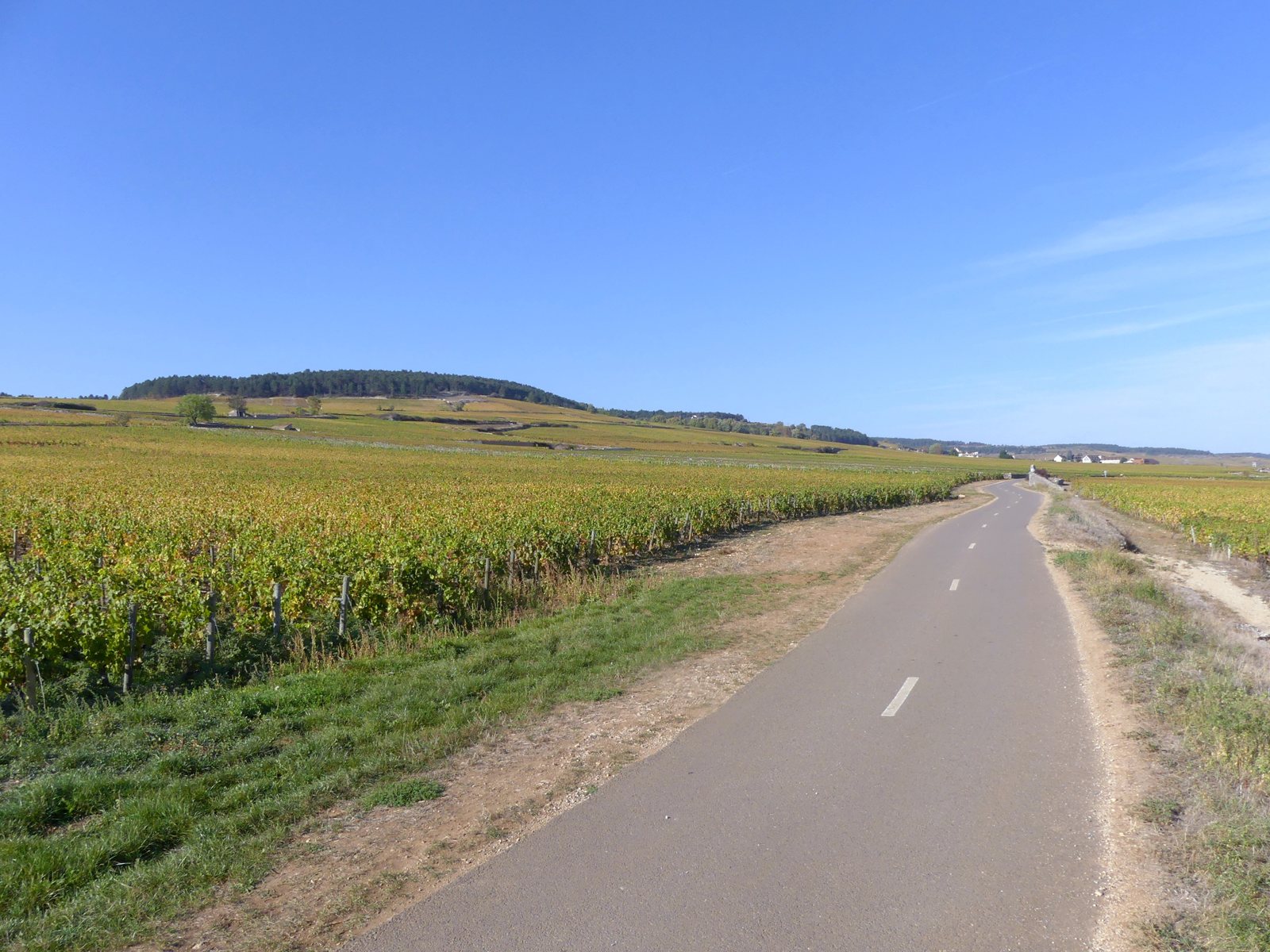 The cycle route through the vineyards between Meursault and Beaune in autumn.