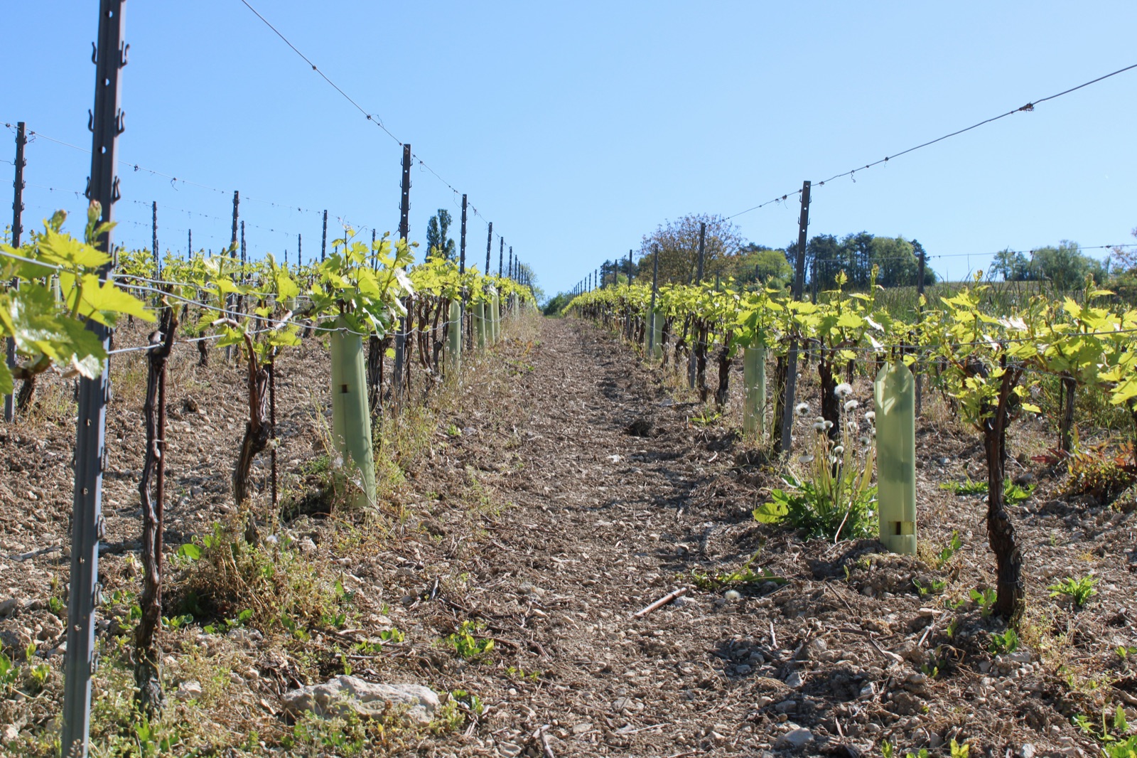 Rows of young vines stretching across a Burgundy vineyard in Irancy under a clear sky.
