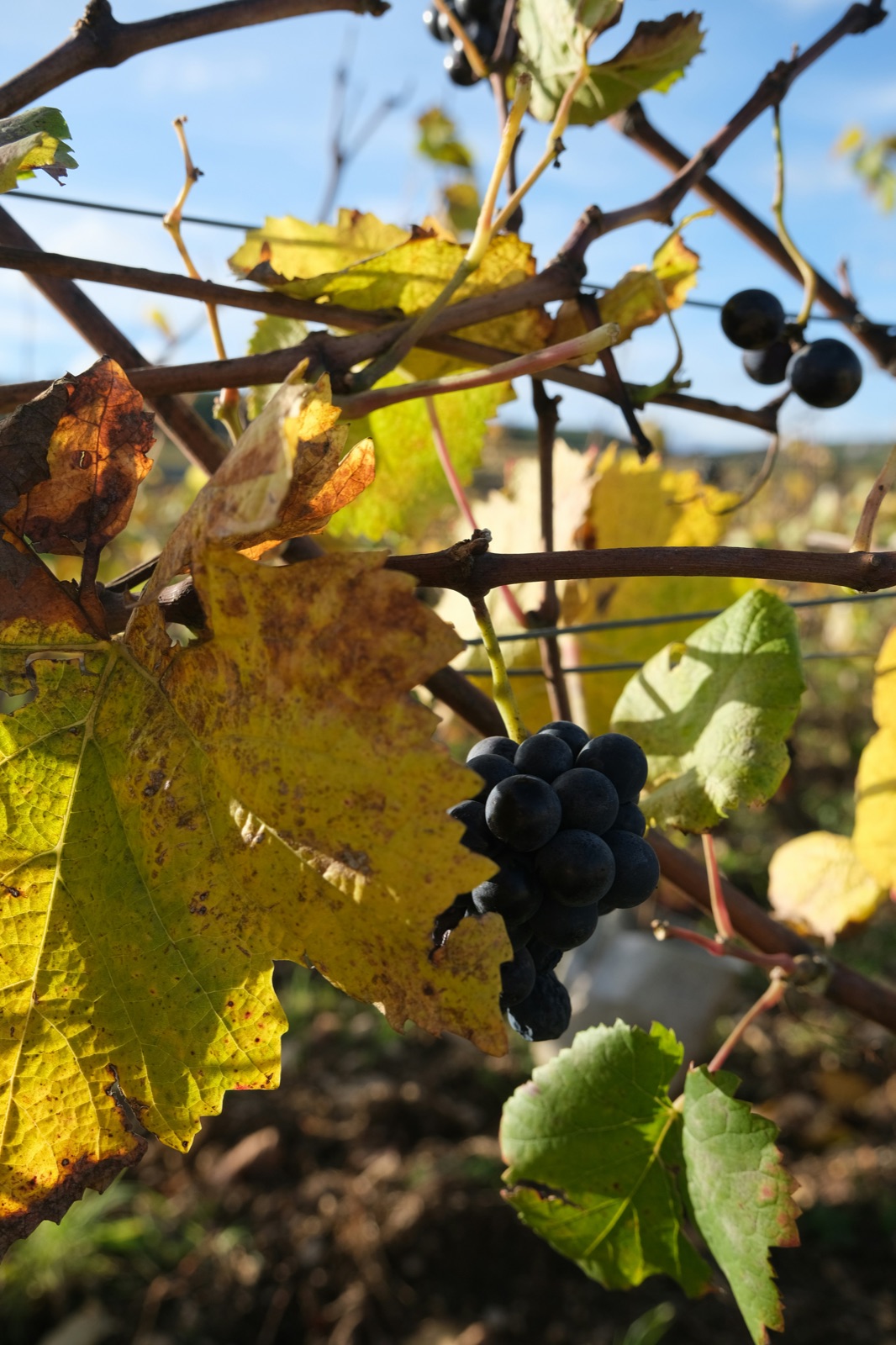 Close-up of a cluster of dark grapes hanging on the vine in Vougeot, Burgundy.