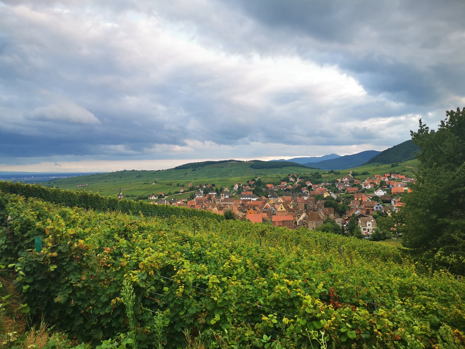 The village of Riquewihr and its vineyards on the Alsace Wine Route.