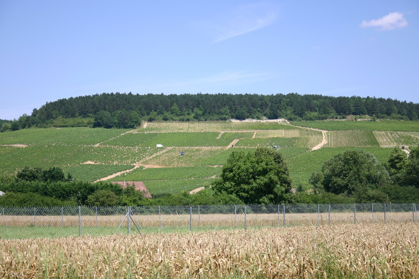 Vineyards in Chablis, northern Burgundy.