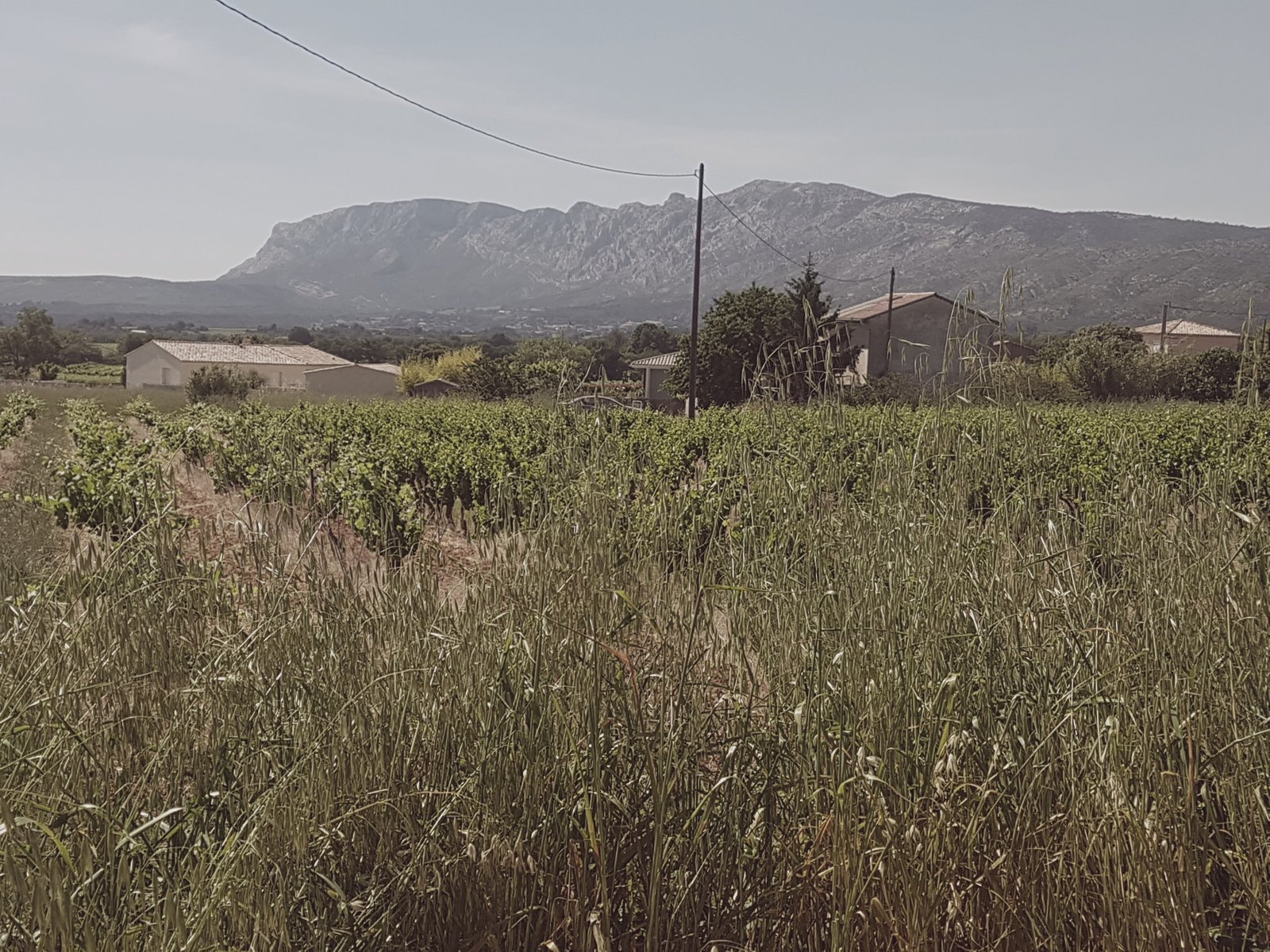 Vineyards below Mont Sainte-Victoire in Provence.