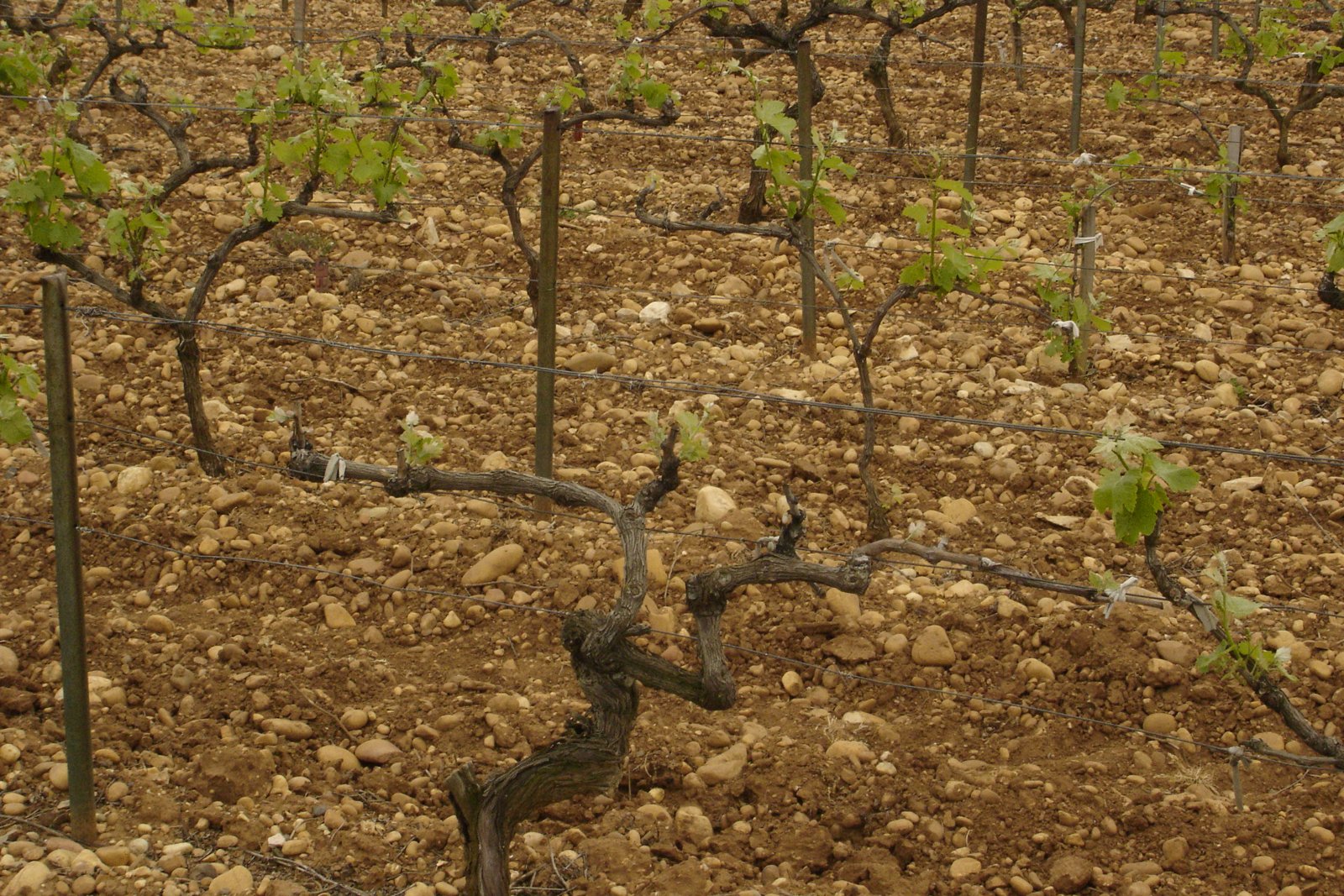 Stony vineyard soil at Châteauneuf-du-Pape in the Rhône Valley.